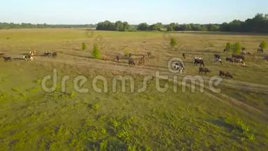带着吃草的奶牛飞过绿野。 乡村航空背景
